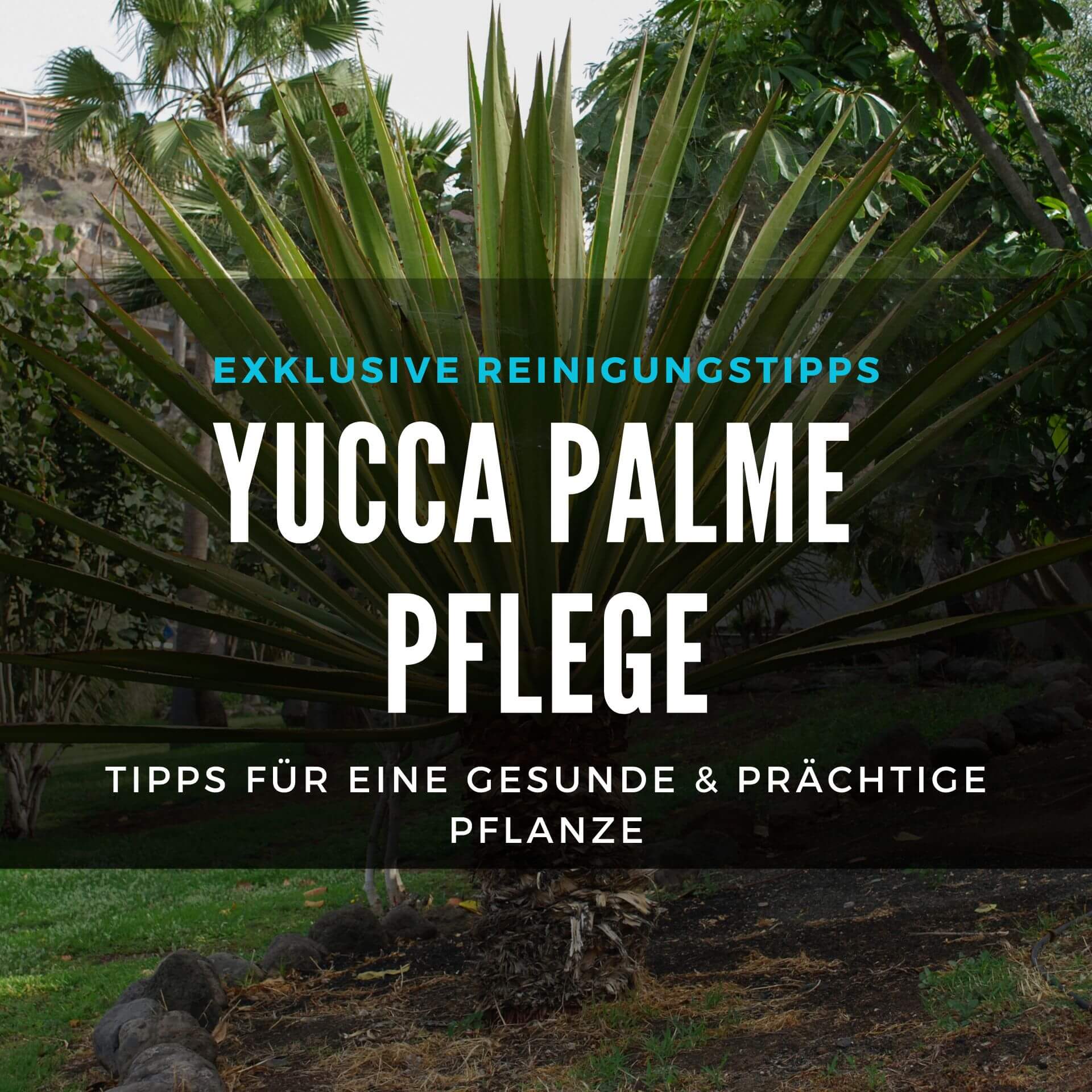 yucca-palme-pflege