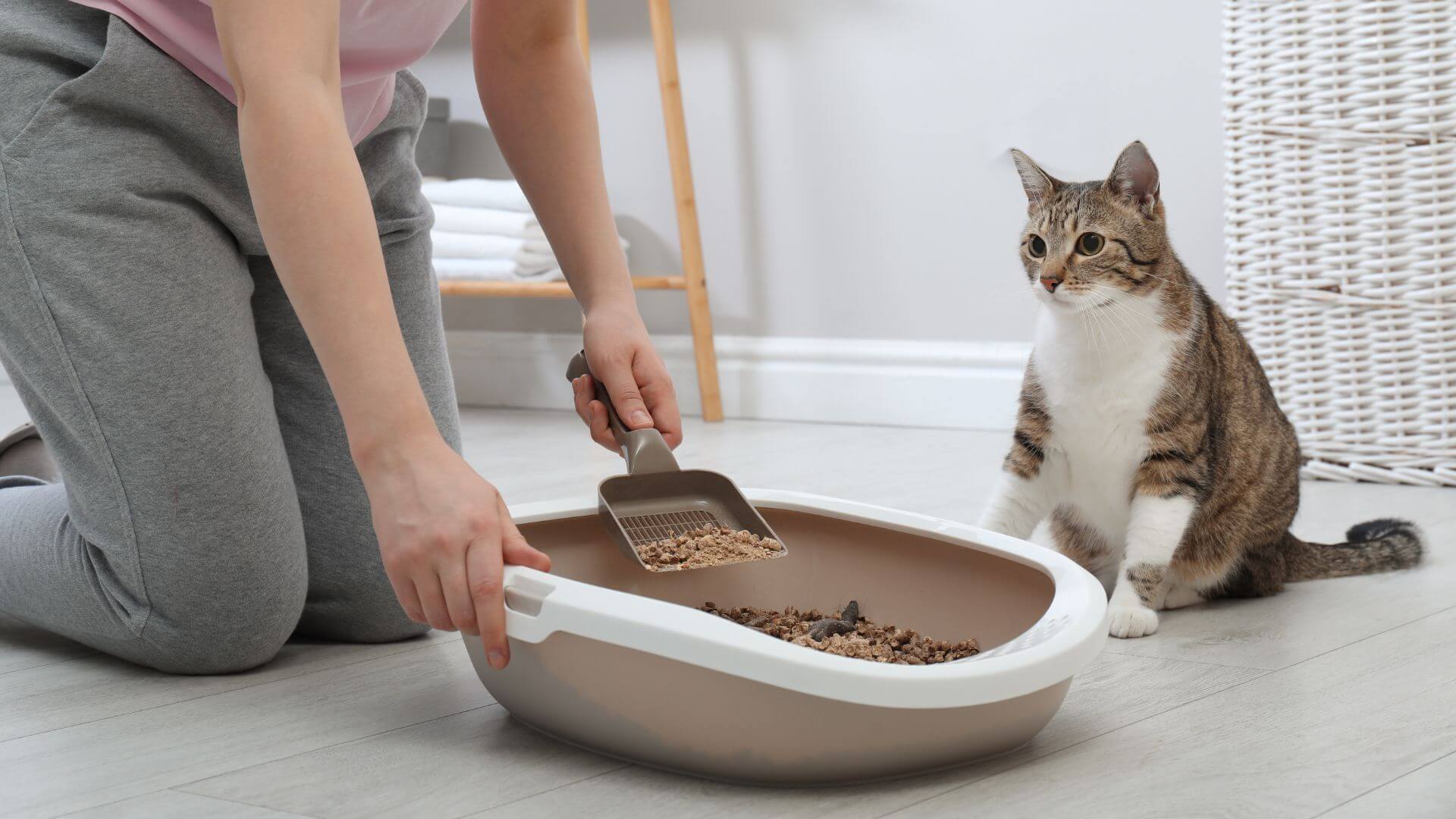 wie-oft-katzenklo-reinigen