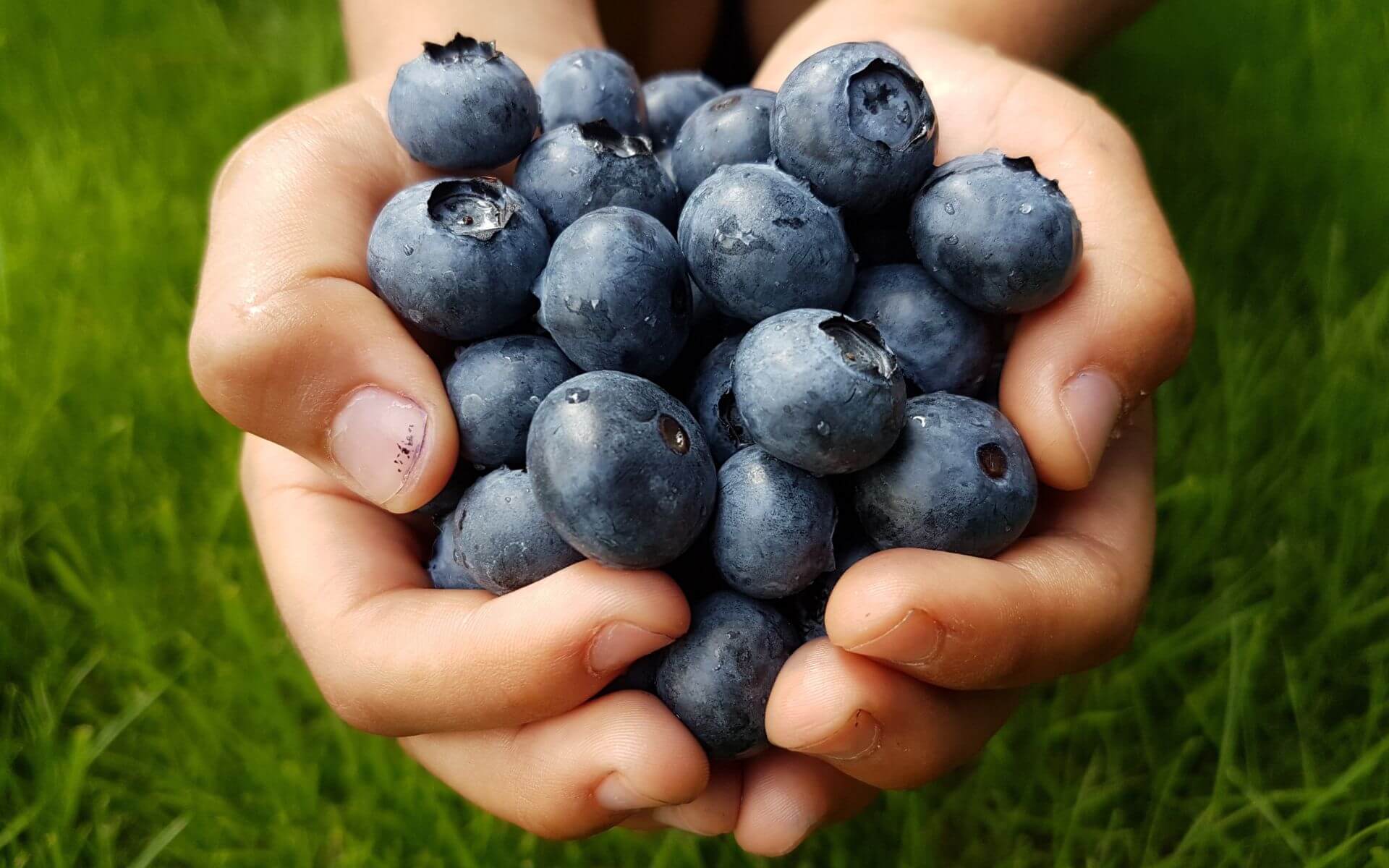blaubeerflecken-entfernen
